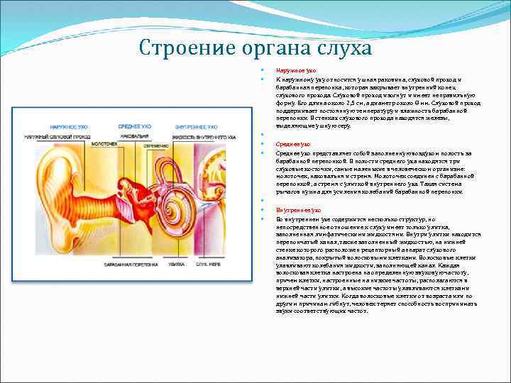 Рецепторный орган слуха. Строение органа слуха. Рецепторные клетки органа слуха. Локализация рецепторных клеток органа слуха. Работа органа слуха.