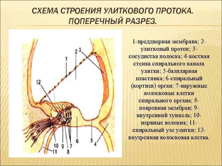 Схема строения преддверно улиткового органа