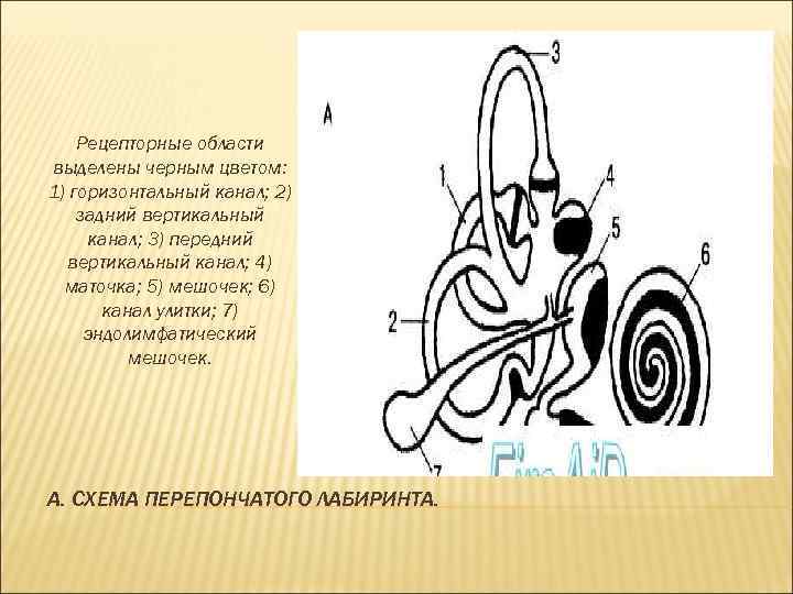 Рецепторные области выделены черным цветом: 1) горизонтальный канал; 2) задний вертикальный канал; 3) передний