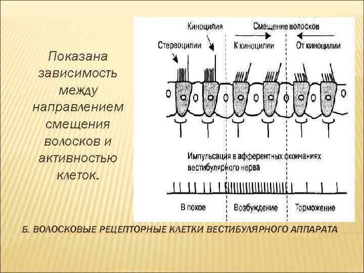 Показана зависимость между направлением смещения волосков и активностью клеток. Б. ВОЛОСКОВЫЕ РЕЦЕПТОРНЫЕ КЛЕТКИ ВЕСТИБУЛЯРНОГО