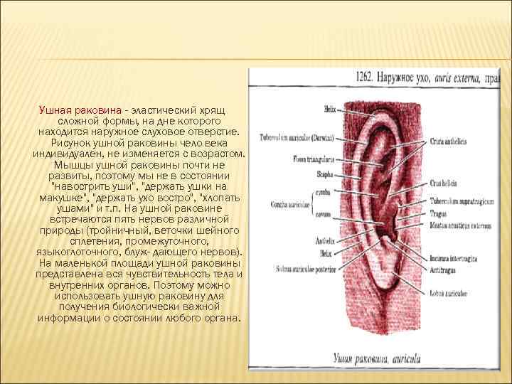  Ушная раковина - эластический хрящ сложной формы, на дне которого находится наружное слуховое