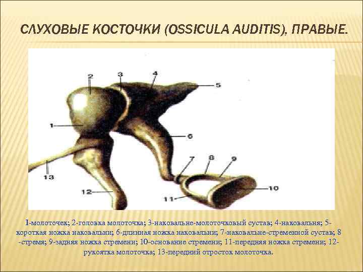 СЛУХОВЫЕ КОСТОЧКИ (OSSICULA AUDITIS), ПРАВЫЕ. I-молоточек; 2 -головка молоточка; 3 -наковальне-молоточковый сустав; 4 -наковальня;