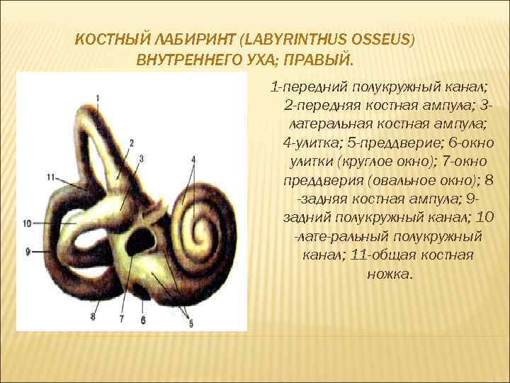 Строение костного Лабиринта. Костный Лабиринт анатомия. Костный Лабиринт внутреннего уха. Гидропс Лабиринта внутреннего уха.