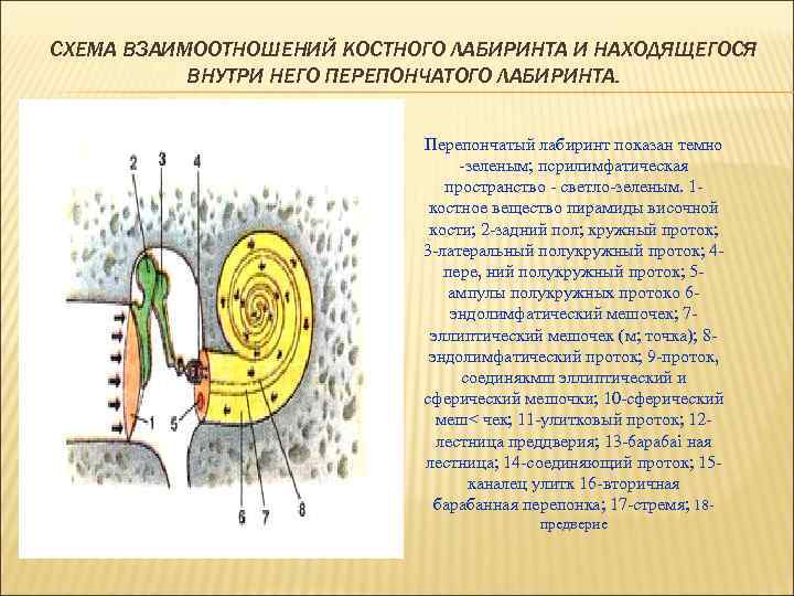  СХЕМА ВЗАИМООТНОШЕНИЙ КОСТНОГО ЛАБИРИНТА И НАХОДЯЩЕГОСЯ ВНУТРИ НЕГО ПЕРЕПОНЧАТОГО ЛАБИРИНТА. Перепончатый лабиринт показан