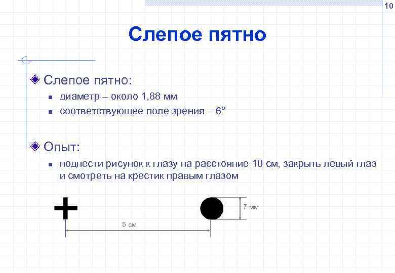 10 Слепое пятно: n n диаметр – около 1, 88 мм соответствующее поле зрения