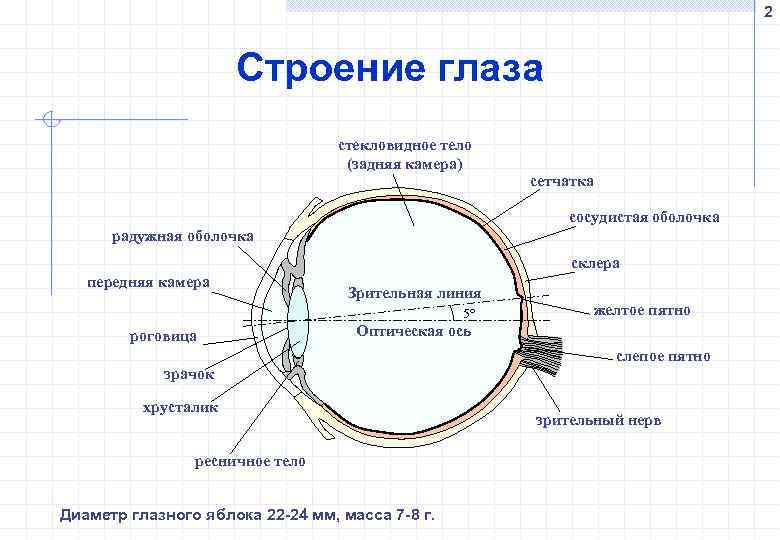 2 Строение глаза стекловидное тело (задняя камера) сетчатка сосудистая оболочка радужная оболочка склера передняя