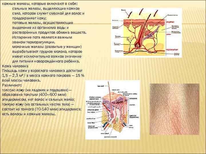 кожные железы, которые включают в себя: сальные железы, выделяющие кожное сало, которое служит смазкой