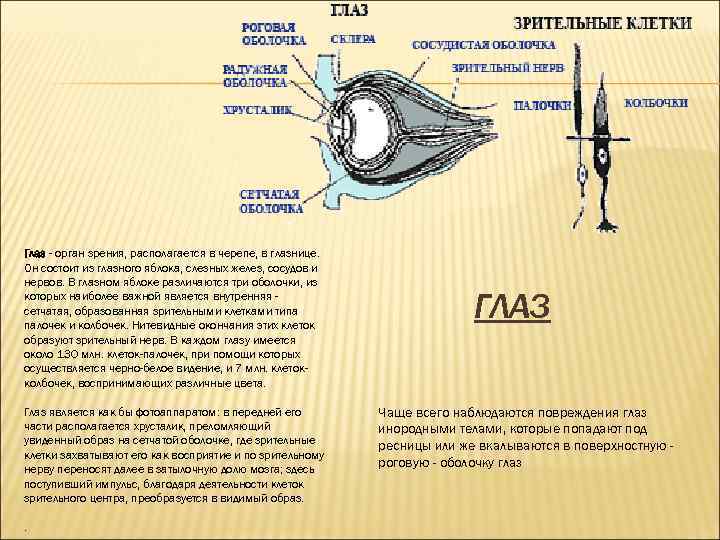 Глаз - орган зрения, располагается в черепе, в глазнице. Он состоит из глазного яблока,