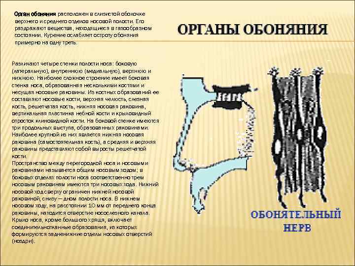 Орган обоняния расположен в слизистой оболочке верхнего и среднего отделов носовой полости. Его раздражают