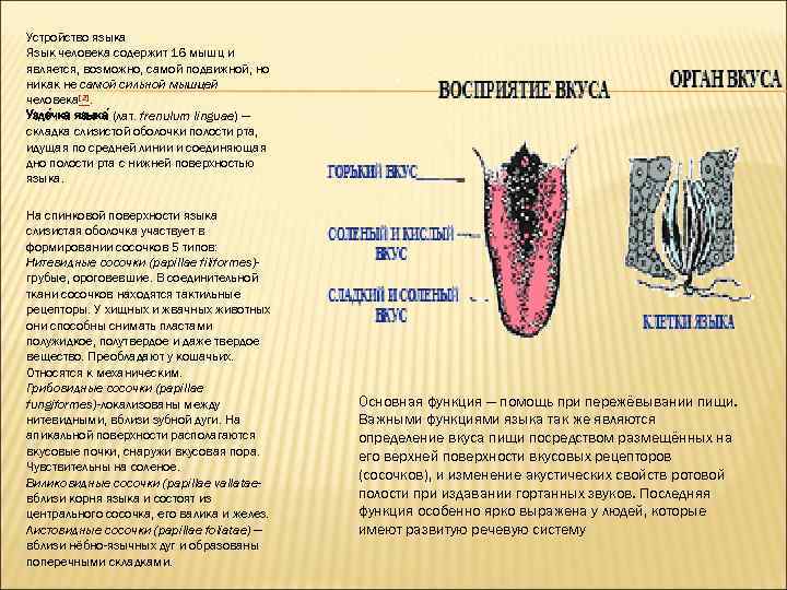 Язык выполнить. Сосочки языка, содержащие осязательные рецепторы. Чувствительность языка сосочки.