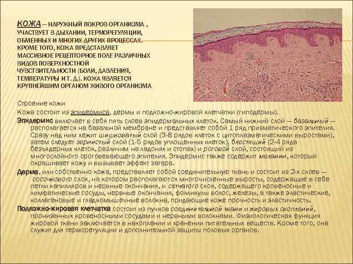 КОЖА — НАРУЖНЫЙ ПОКРОВ ОРГАНИЗМА , УЧАСТВУЕТ В ДЫХАНИИ, ТЕРМОРЕГУЛЯЦИИ, ОБМЕННЫХ И МНОГИХ ДРУГИХ