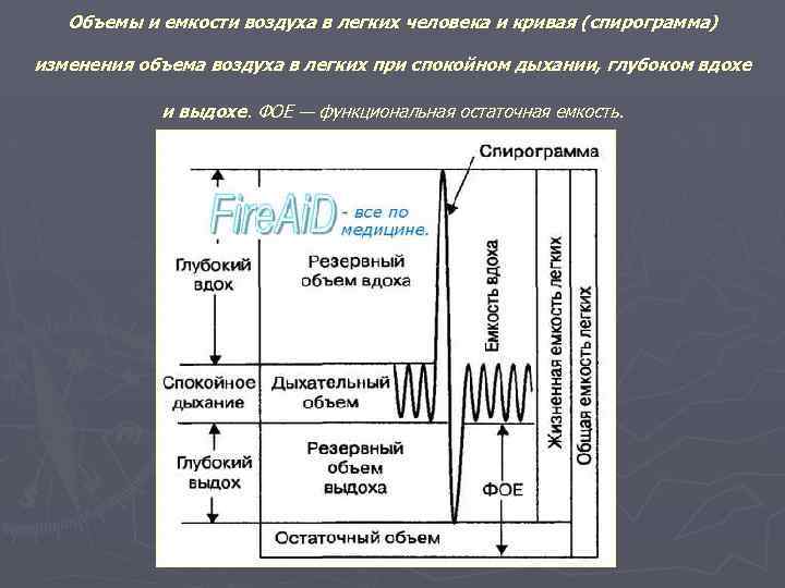 Объемы и емкости воздуха в легких человека и кривая (спирограмма) изменения объема воздуха в