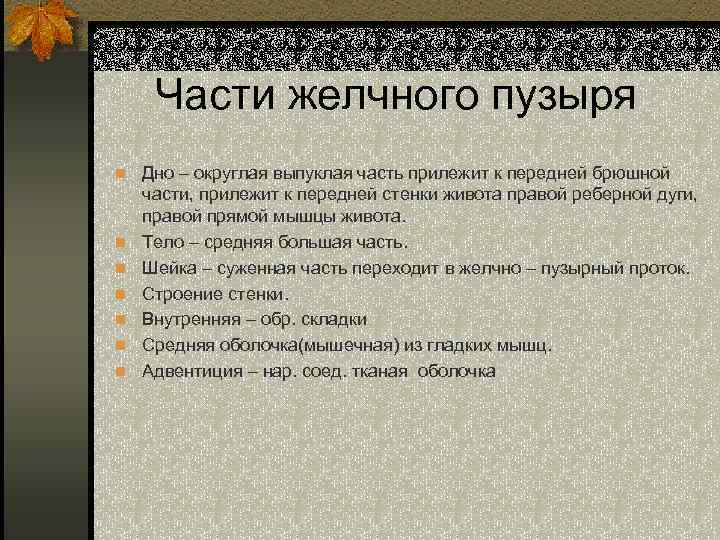 Части желчного пузыря n Дно – округлая выпуклая часть прилежит к передней брюшной n