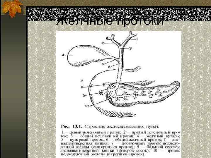 Желчные протоки рисунок
