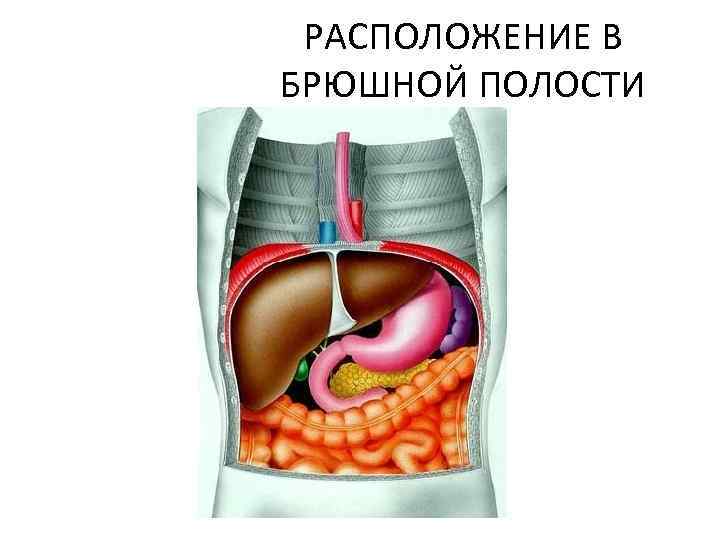 РАСПОЛОЖЕНИЕ В БРЮШНОЙ ПОЛОСТИ 