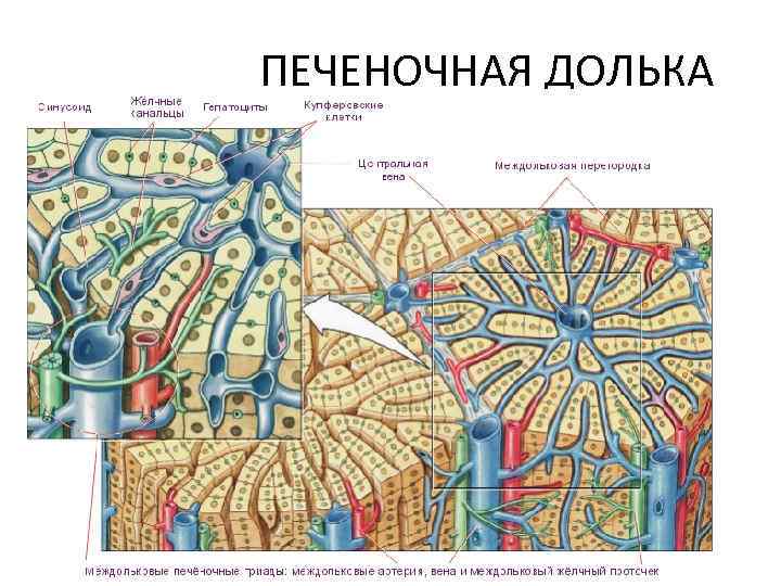 ПЕЧЕНОЧНАЯ ДОЛЬКА 