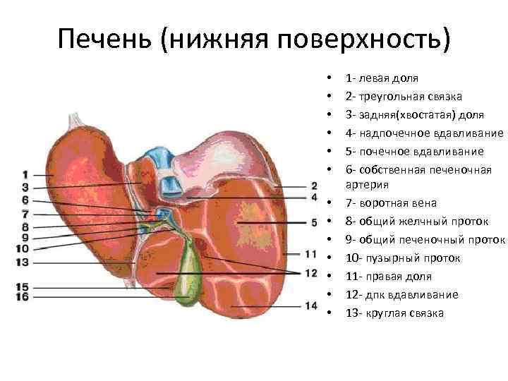 Где находится печень у новорожденного. Печень строение анатомия висцеральная поверхность. Диафрагмальная поверхность печени анатомия. Строение печени анатомия доли.