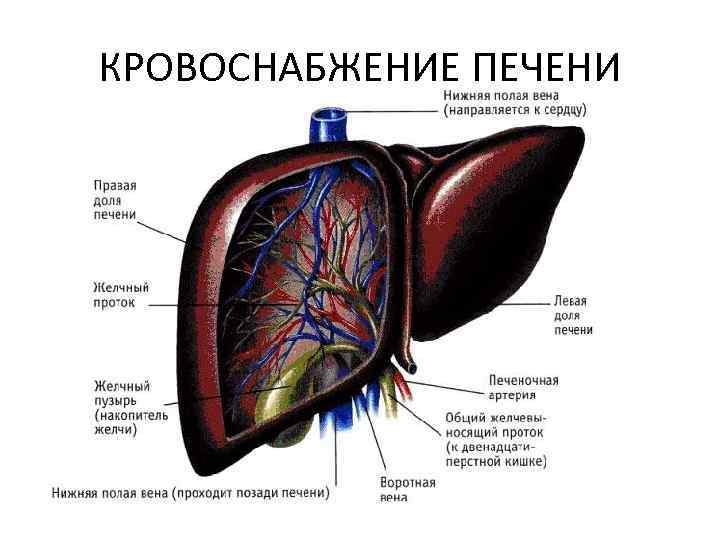КРОВОСНАБЖЕНИЕ ПЕЧЕНИ 