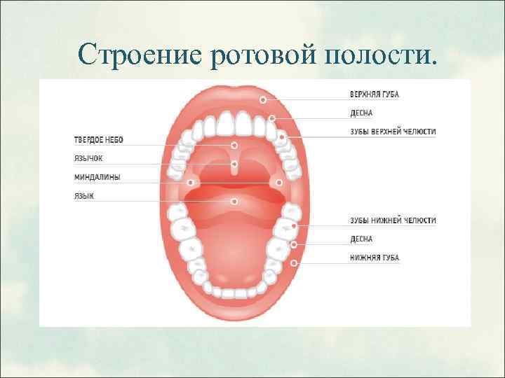 Строение ротовой полости. 