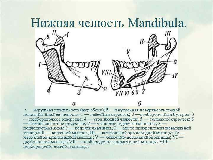 Нижняя челюсть Mandibula. а — наружная поверхность (вид сбоку); б — внутренняя поверхность правой