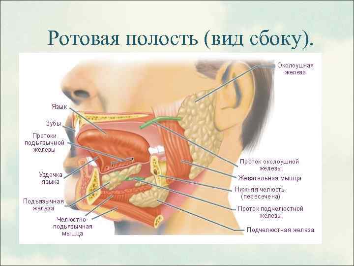 Ротовая полость (вид сбоку). 