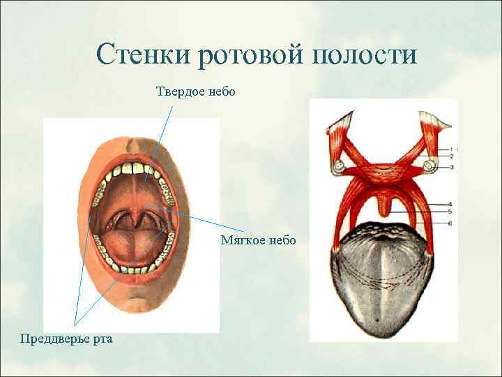 Твердое и мягкое небо