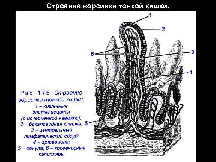 Тонкая кишка презентация