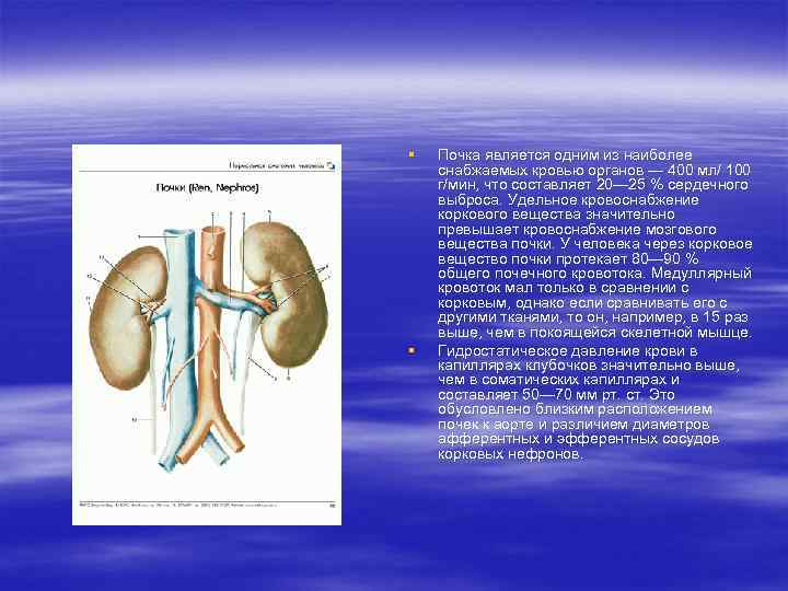 § § Почка является одним из наиболее снабжаемых кровью органов — 400 мл/ 100