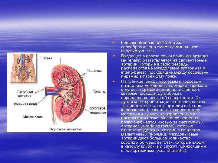 § § § Кровоснабжение почки весьма своеобразно; она имеет оригинальную сосудистую сеть. Входящая в