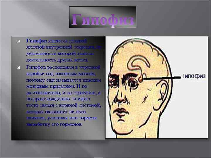  Гипофиз является главной железой внутренней секреции, от деятельности которой зависит деятельность других желез.