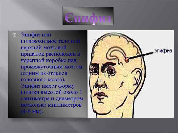  Эпифиз или шишковидное тело или верхний мозговой придаток расположен в черепной коробке над