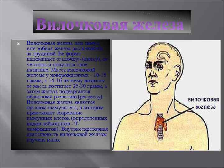 Вилочковая железа или тимус, или зобная железа расположена за грудиной. Ее форма напоминает
