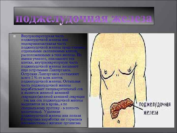  Внутрисекреторная часть поджелудочной железы или эндокринноактивная часть поджелудочной железы представлена отдельными скоплениями клеток,