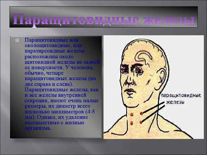  Паращитовидные или околощитовидные, или паратиреоидные железы расположены около щитовидной железы на задней ее