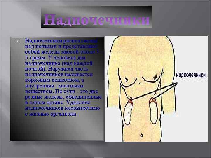  Надпочечники расположены над почками и представляют собой железы массой около 35 грамм. У