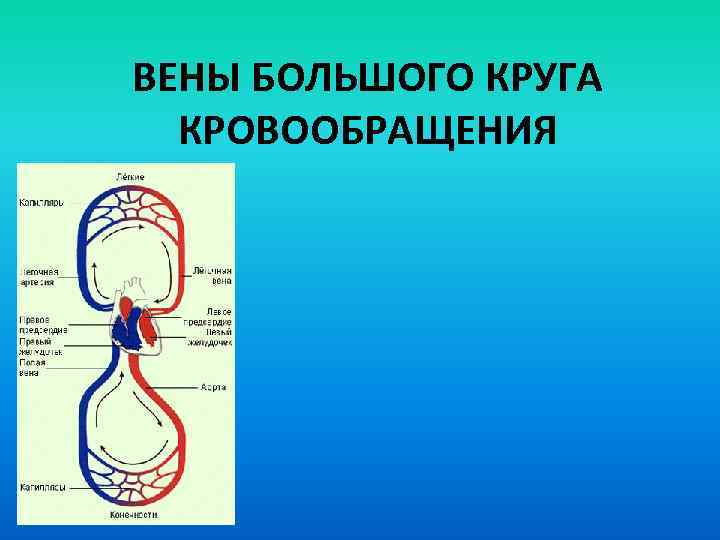 Большой круг кровообращения вен. Схема вен большого круга кровообращения. Вена большого круга кровообращения. Верхняя полая Вена круг кровообращения. Вены большого круга кровоораще.