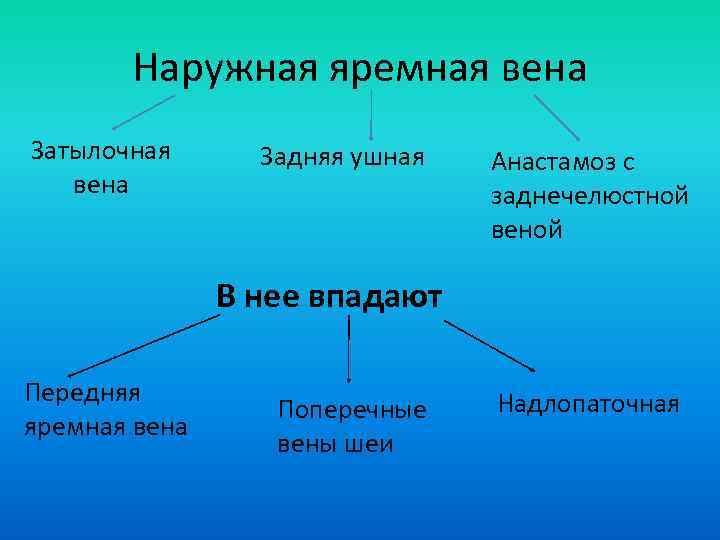 Наружная яремная вена Затылочная вена Задняя ушная Анастамоз с заднечелюстной веной В нее впадают