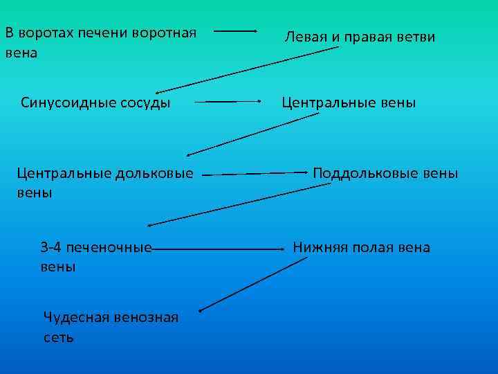 В воротах печени воротная вена Синусоидные сосуды Центральные дольковые вены 3 -4 печеночные вены
