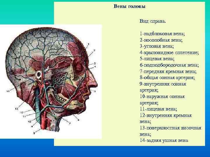 Вены на голове фото