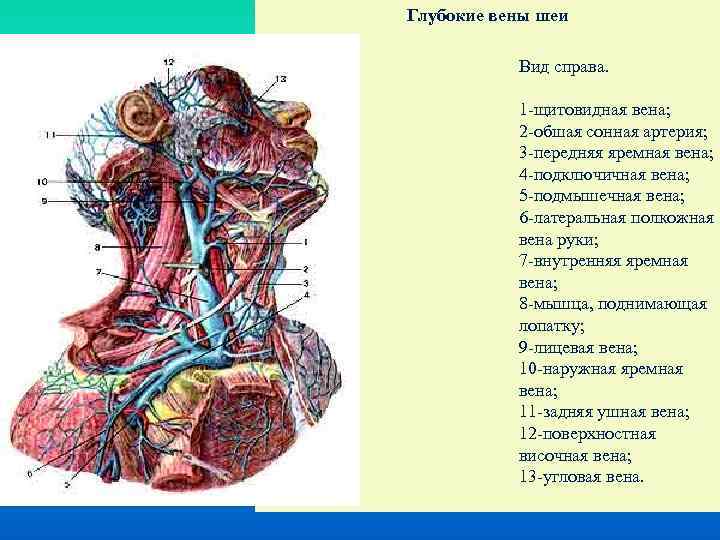 Сонная артерия и яремная Вена. Расширение яремной вены