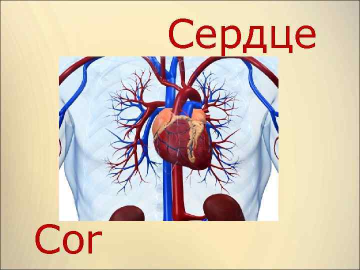 Сердце презентация 3 класс