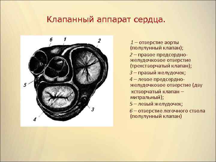 Рисунок клапанный аппарат сердца