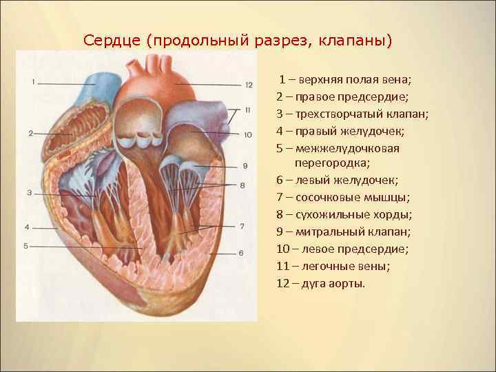 Анатомия сердца описание серий