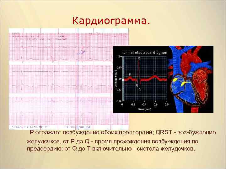 Кардиограмма. Р отражает возбуждение обоих предсердий; QRST воз буждение желудочков, от Р до Q