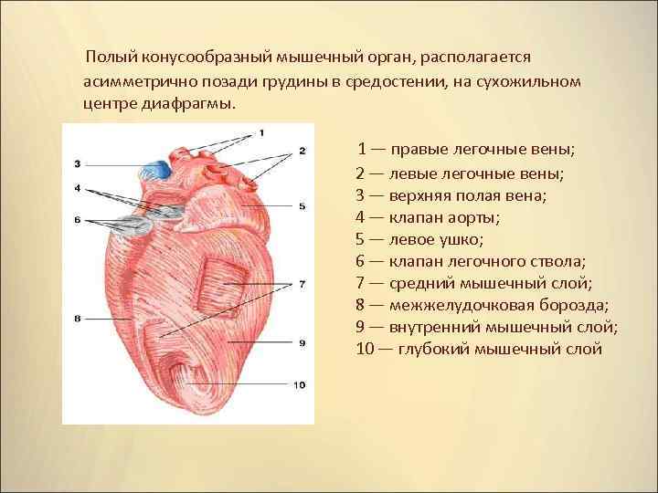  Полый конусообразный мышечный орган, располагается асимметрично позади грудины в средостении, на сухожильном центре