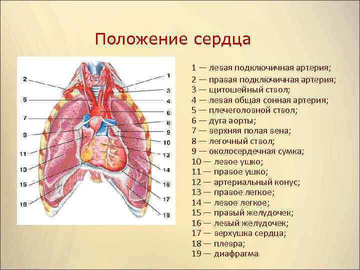 Положение сердца. Сердце: положение сердца. Положение и строение сердца. Положение сердца в грудной клетке.