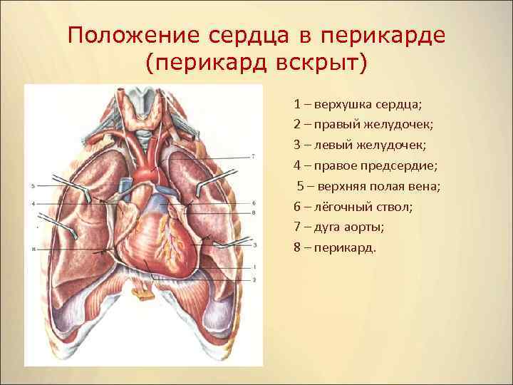 Положение сердца. Положение сердца в грудной полости. Положение сердца анатомия.