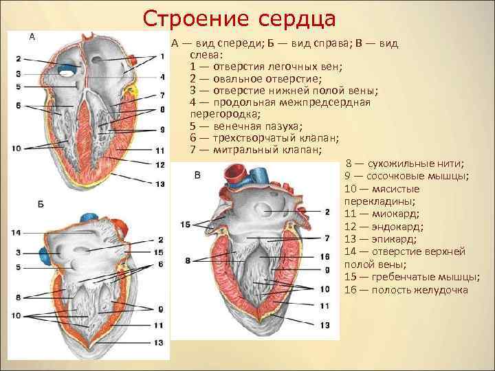 Тест строение сердца