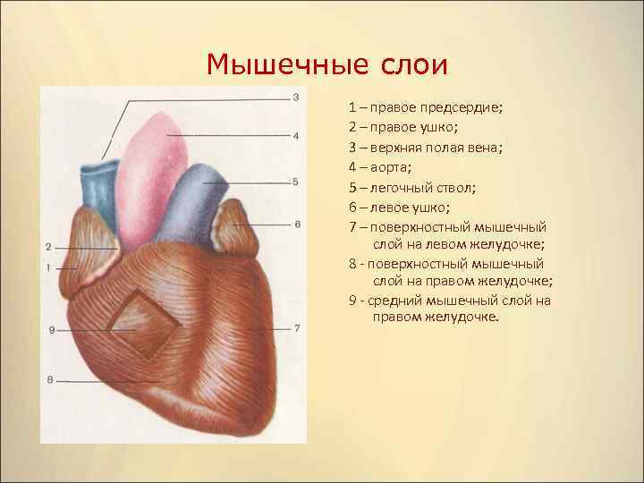 У человека в правое предсердие