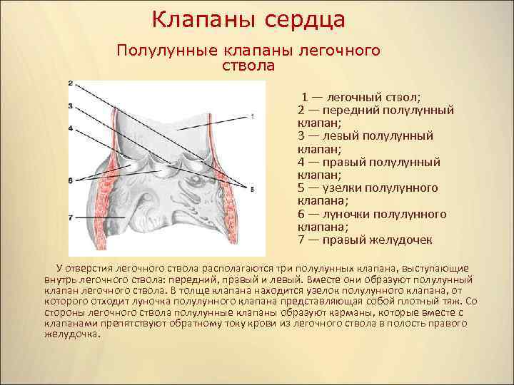 Полулунные клапаны расположены между. Клапан основания легочного ствола. Полулунные клапаны легочного ствола. Клапан легочногос твол.